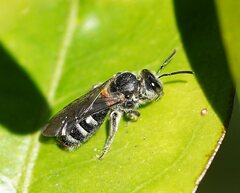 Chilalictus