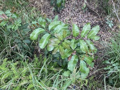 Cupaniopsis anacardioides