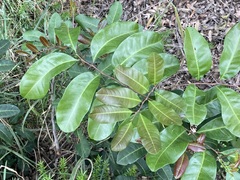 Cupaniopsis anacardioides