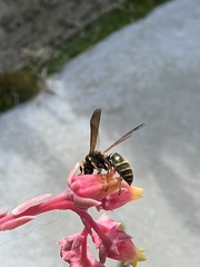 Polistes chinensis