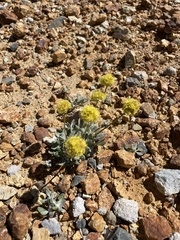 Eriogonum rosense
