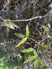 Rubus schmidelioides