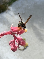 Polistes chinensis