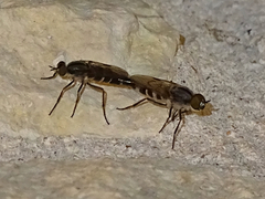 Ozodiceromyia