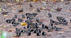 Spermestes cucullata scutata