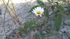 Noticastrum
