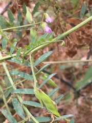 Vicia tetrasperma
