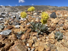 Eriogonum rosense