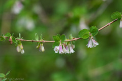 Symphoricarpos rotundifolius