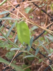 Vicia tetrasperma