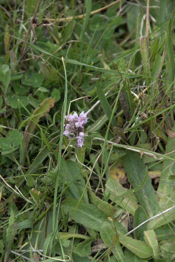 Neotinea lactea