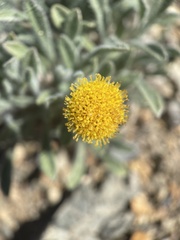 Erigeron aphanactis