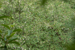 Symphoricarpos rotundifolius