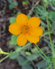 Dyssodia tagetiflora
