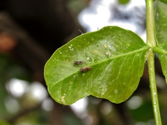 Ciriacremum capense