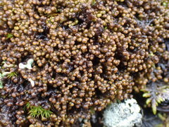 Ptilidium pulcherrimum