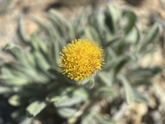 Erigeron aphanactis