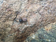 Amaurobioides