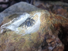 Amaurobioides
