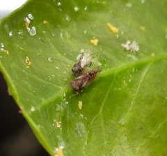 Ciriacremum capense