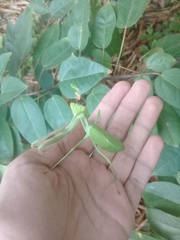 Stagmatoptera femoralis