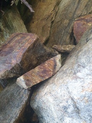 Amaurobioides