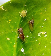 Ciriacremum capense