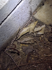 Trimorphodon lyrophanes