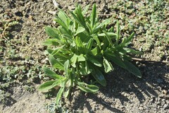 Pseudognaphalium californicum