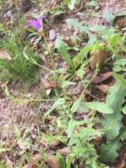 Campanula lusitanica