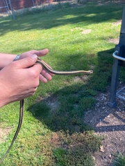 Thamnophis elegans elegans