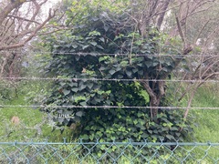 Homalanthus populifolius