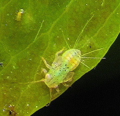 Ciriacremum capense