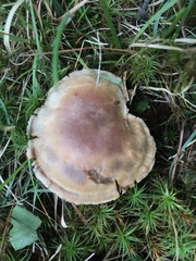 Lactarius glyciosmus
