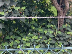 Homalanthus populifolius
