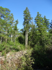 Chamaecyparis thyoides