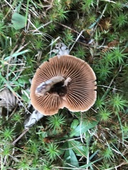 Lactarius glyciosmus