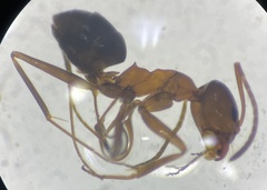 Dorymyrmex