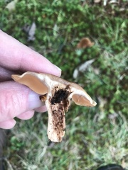 Lactarius glyciosmus