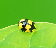 Illeis galbula