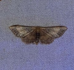 Idaea demissaria