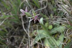 Ophrys