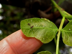 Ciriacremum capense
