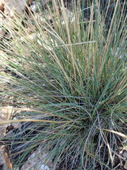 Cynodonteae