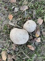 Calvatia booniana