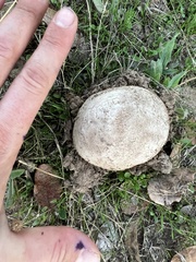 Calvatia booniana