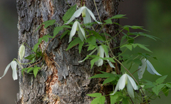 Clematis alpina sibirica