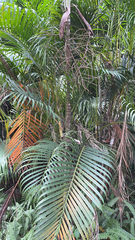 Dypsis lutescens