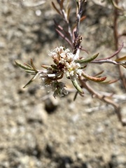 Eriogonum microtheca simpsonii