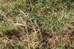 Sceloporus spinosus